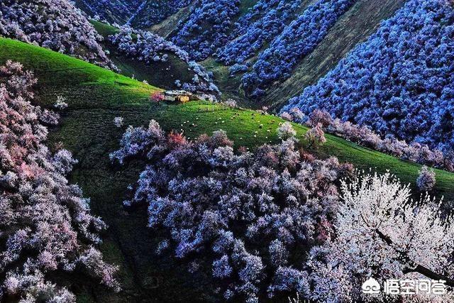 你最想去新疆哪個(gè)景區(qū)旅游？為什么？